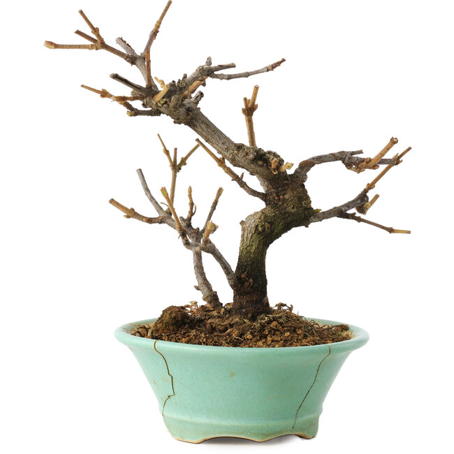 Viburno, 14 cm, ± 8 anni, in un vaso rotto