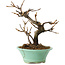 Viburnum, 14 cm, ± 8 años, en maceta rota