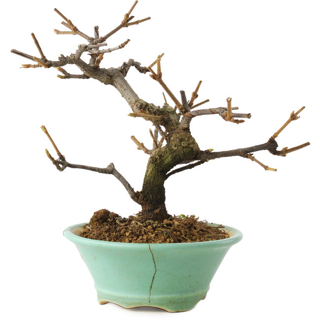 Viburnum, 14 cm, ± 8 Jahre alt, in einem zerbrochenen Topf