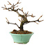 Viburnum, 14 cm, ± 8 años, en maceta rota