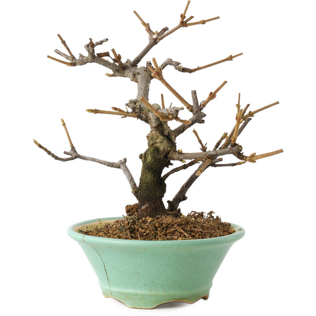 Viburnum, 14 cm, ± 8 jaar oud, in een kapotte pot