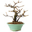 Viburnum, 14 cm, ± 8 años, en maceta rota