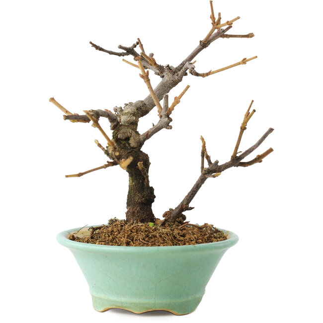 Viburno, 14 cm, ± 8 anni, in un vaso rotto