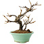 Viorne, 14 cm, ± 8 ans, dans un pot cassé
