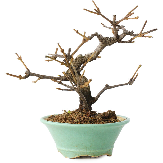 Viburnum, 14 cm, ± 8 años, en maceta rota