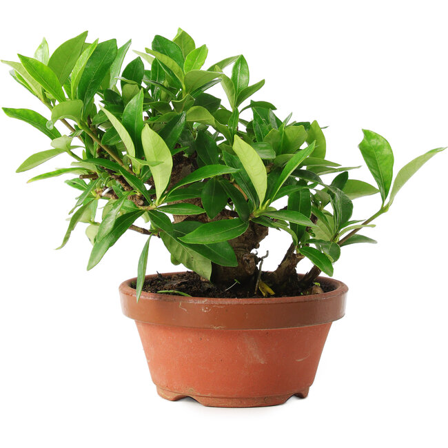 Gardenia jasminoides, 12,5 cm, ± 8 jaar oud