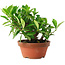 Gardenia jasminoides, 12,5 cm, ± 8 ans