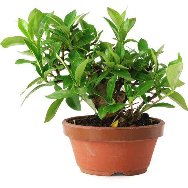 Gardenia jasminoides, 12,5 cm, ± 8 ans