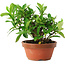 Gardenia jasminoides, 12,5 cm, ± 8 jaar oud