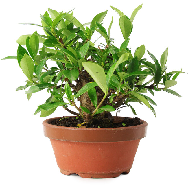 Gardenia jasminoides, 12,5 cm, ± 8 Jahre alt