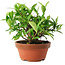 Gardenia jasminoides, 12,5 cm, ± 8 ans