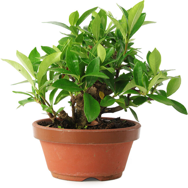 Gardenia jasminoides, 12,5 cm, ± 8 anni