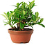 Gardenia jasminoides, 12,5 cm, ± 8 ans