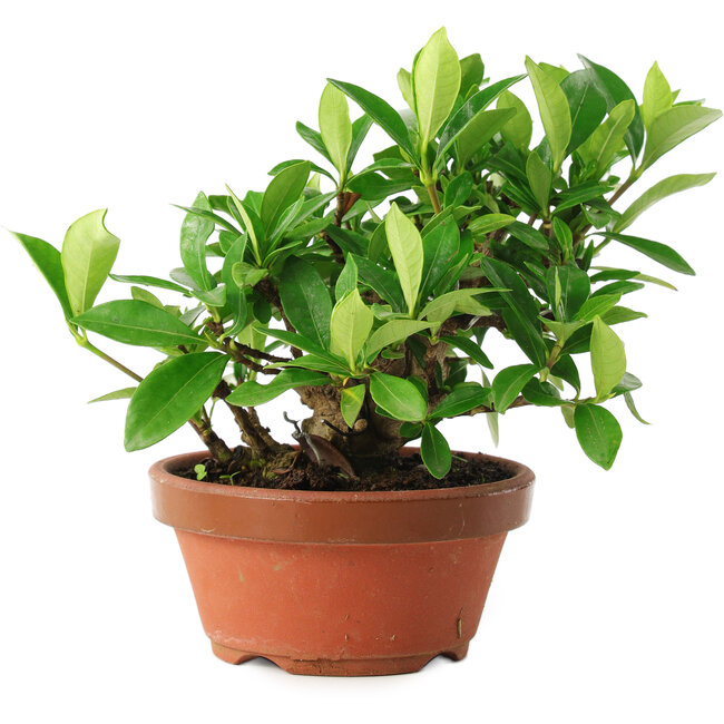 Gardenia jasminoides, 12,5 cm, ± 8 anni