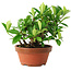 Gardenia jasminoides, 12,5 cm, ± 8 Jahre alt