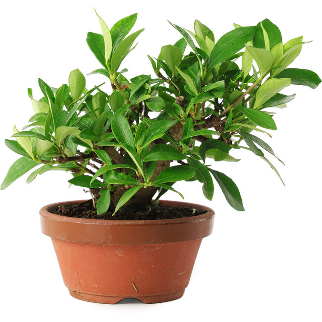 Gardenia jasminoides, 12,5 cm, ± 8 años