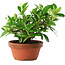 Gardenia jasminoides, 12,5 cm, ± 8 jaar oud