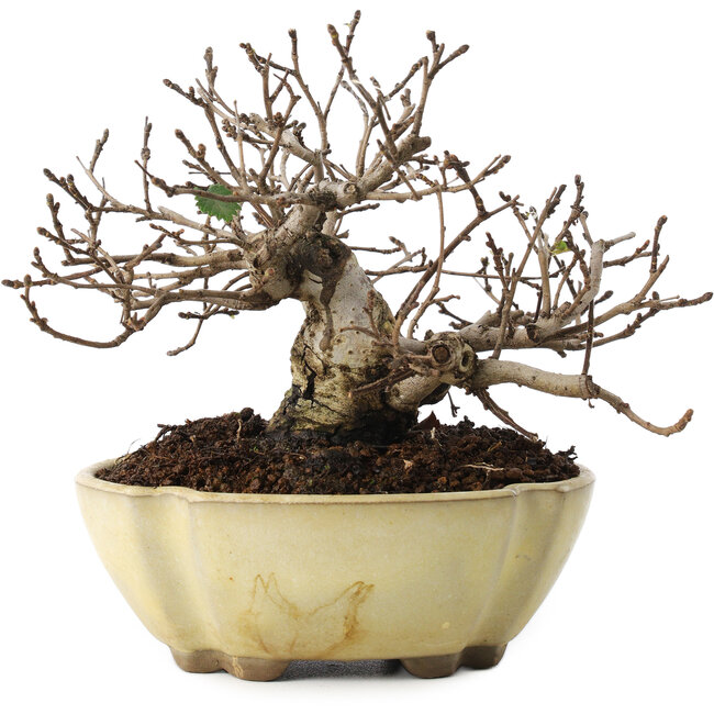 Ulmus parvifolia Nire, 11 cm, ± 10 jaar oud