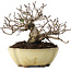 Ulmus parvifolia Nire, 11 cm, ± 10 jaar oud