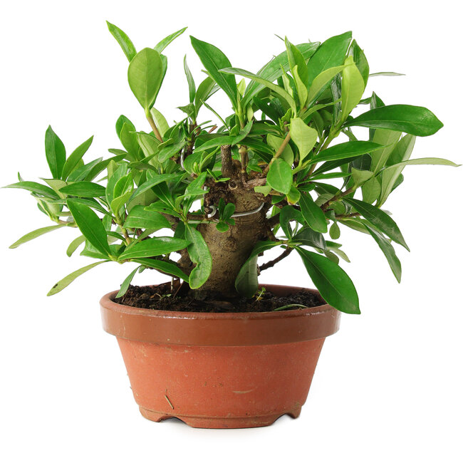 Gardenia jasminoides, 12,5 cm, ± 8 Jahre alt