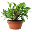 Gardenia jasminoides, 12,5 cm, ± 8 jaar oud