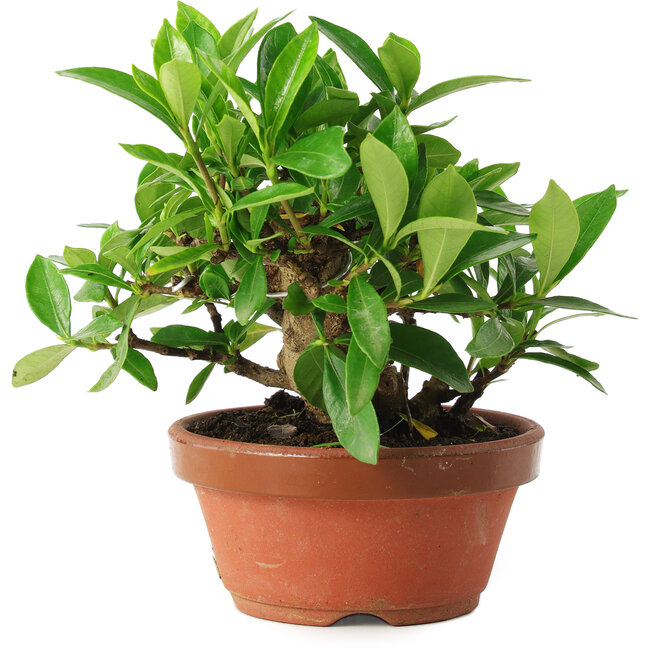 Gardenia jasminoides, 12,5 cm, ± 8 jaar oud
