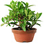 Gardenia jasminoides, 12,5 cm, ± 8 ans