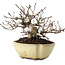 Ulmus parvifolia Nire, 11 cm, ± 10 jaar oud
