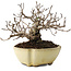 Ulmus parvifolia Nire, 11 cm, ± 10 jaar oud
