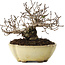 Ulmus parvifolia Nire, 11 cm, ± 10 jaar oud
