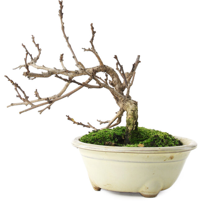 Celastrus orbiculatus, 14,5 cm, ± 5 ans