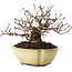 Ulmus parvifolia Nire, 11 cm, ± 10 jaar oud