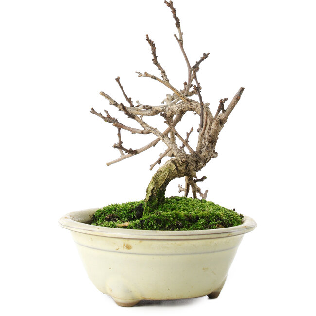 Celastrus orbiculatus, 14,5 cm, ± 5 ans