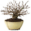 Ulmus parvifolia Nire, 11 cm, ± 10 jaar oud