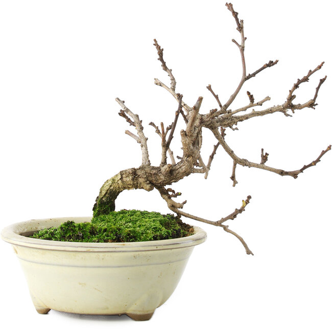 Celastrus orbiculatus, 14,5 cm, ± 5 ans