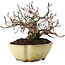 Ulmus parvifolia Nire, 11 cm, ± 10 jaar oud