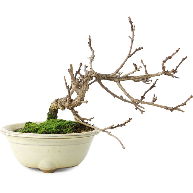 Celastrus orbiculatus, 14,5 cm, ± 5 ans