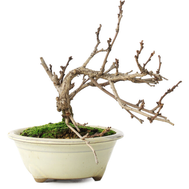 Celastrus orbiculatus, 14,5 cm, ± 5 ans