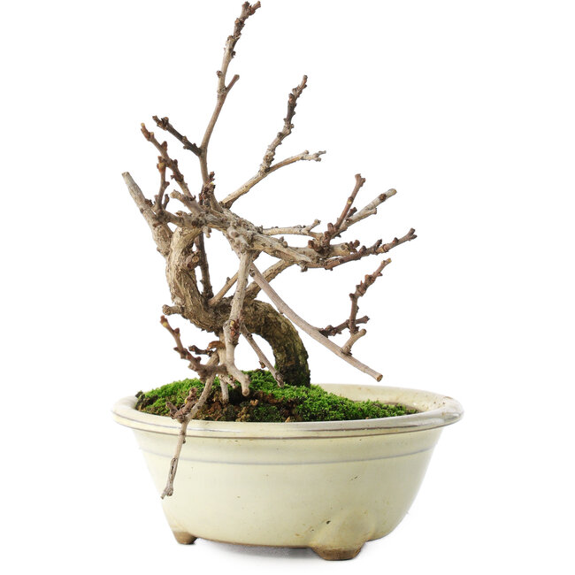 Celastrus orbiculatus, 14,5 cm, ± 5 ans