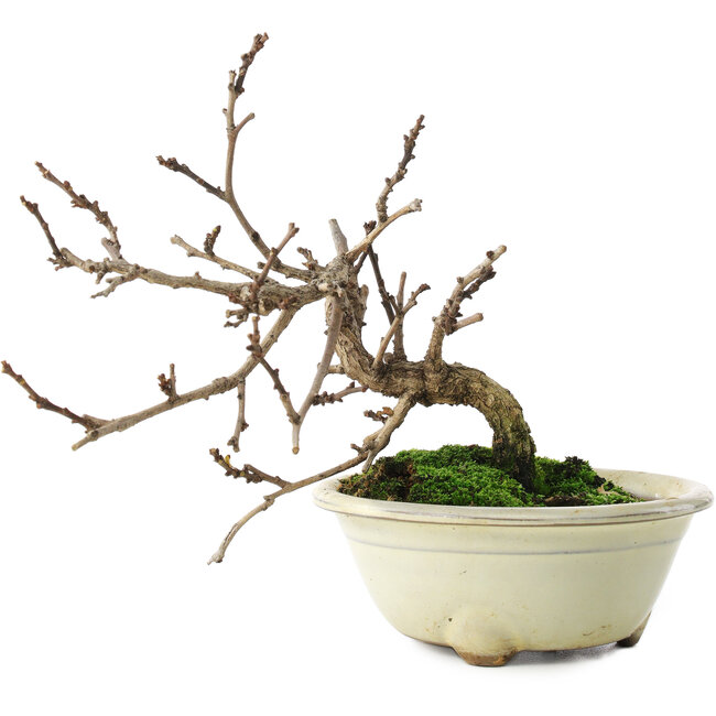 Celastrus orbiculatus, 14,5 cm, ± 5 ans