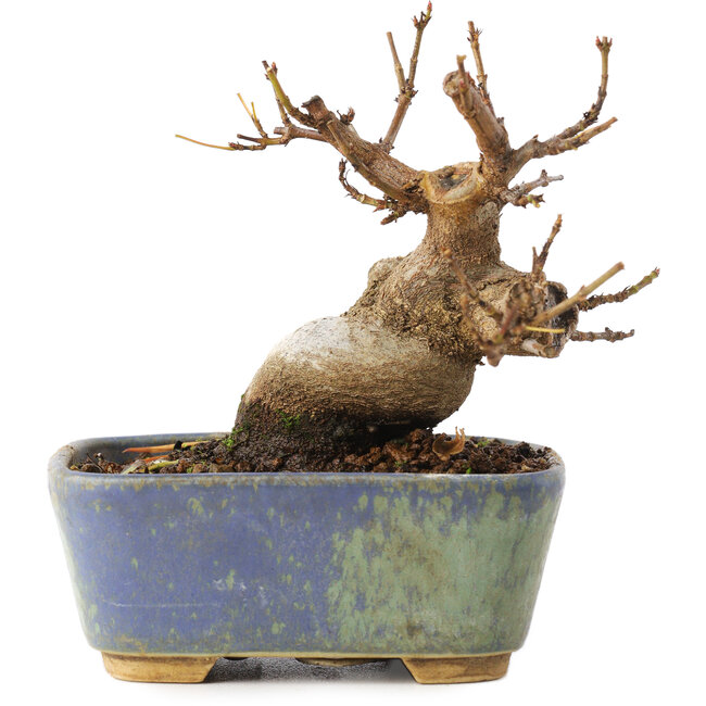 Acer buergerianum, 8 cm, ± 8 jaar oud