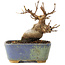 Acer buergerianum, 8 cm, ± 8 jaar oud
