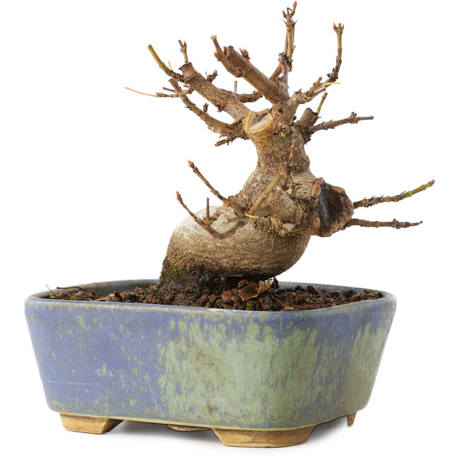 Acer buergerianum, 8 cm, ± 8 anni