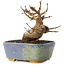 Acer buergerianum, 8 cm, ± 8 jaar oud