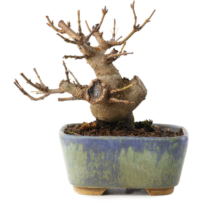 Acer buergerianum, 8 cm, ± 8 años