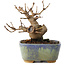 Acer buergerianum, 8 cm, ± 8 jaar oud