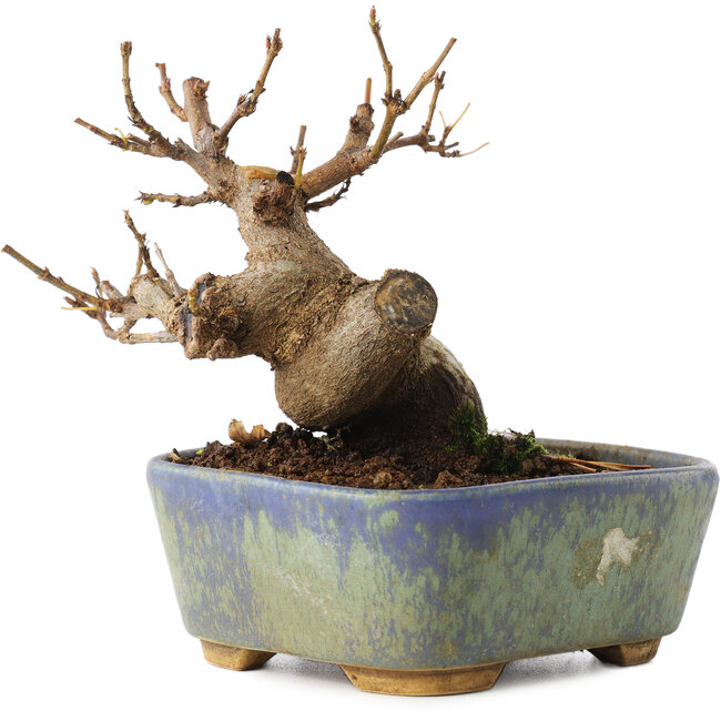 Acer buergerianum, 8 cm, ± 8 años