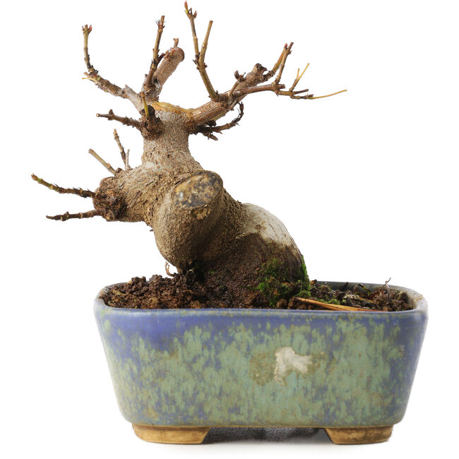 Acer buergerianum, 8 cm, ± 8 años