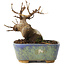 Acer buergerianum, 8 cm, ± 8 jaar oud
