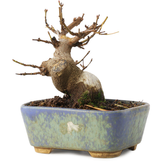 Acer buergerianum, 8 cm, ± 8 años